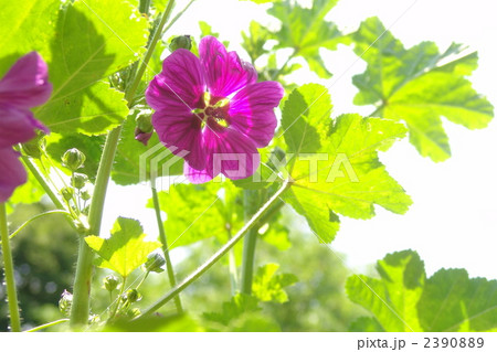 6月　コモンマロウ・アオイ科12 2390889