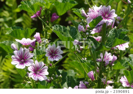 6月 コモンマロウ・アオイ科16 6月 コモンマロウ・アオイ科16 2390891