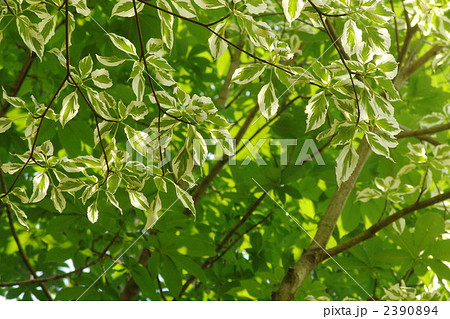 6月　コルヌス・アルゲンテオマルギナータ・ミズキ科01 2390894