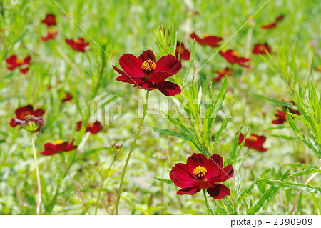6月 チョコレートコスモス・キク科01 6月 チョコレートコスモス・キク科01 2390909