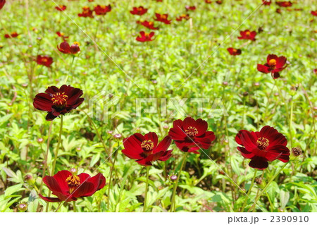 6月　チョコレートコスモス・キク科02 2390910