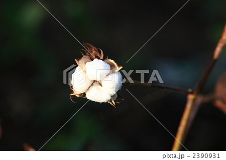 インドの綿花畑 2390931