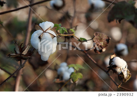 インドの綿花畑 2390932