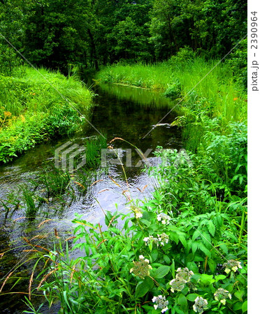瑞々しい水辺の風景、新緑とアジサイと水の流れ、里山の梅雨の風景 2390964