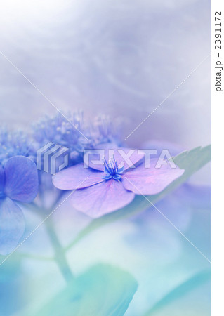 紫陽花。 2391172