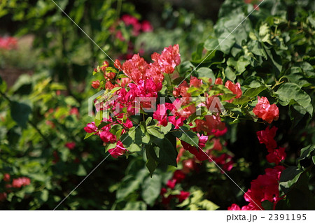 アジャンタ石窟のブーゲンビリア アジャンタ石窟のブーゲンビリア 2391195