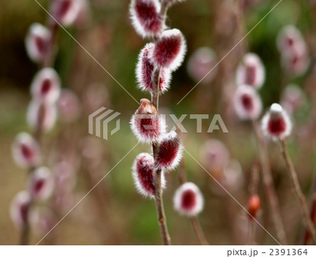 ふわふわ猫柳、クローズアップ 2391364