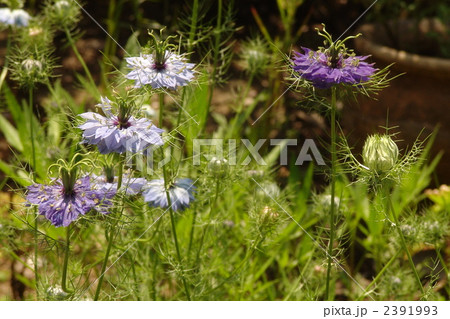 6月 ニゲラ・キンポウゲ科03 6月 ニゲラ・キンポウゲ科03 2391993