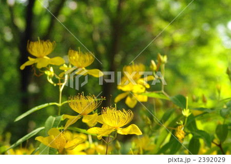 6月 ビヨウヤナギ・オトギリソウ科13 6月 ビヨウヤナギ・オトギリソウ科13 2392029