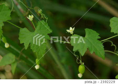 スズメウリ 2392229