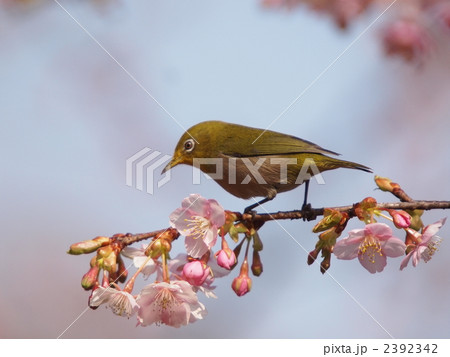 メジロと河津桜 2392342