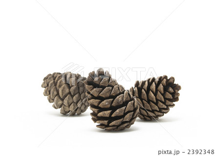 松かさ (conifer cone) 松かさ (conifer cone) 2392348