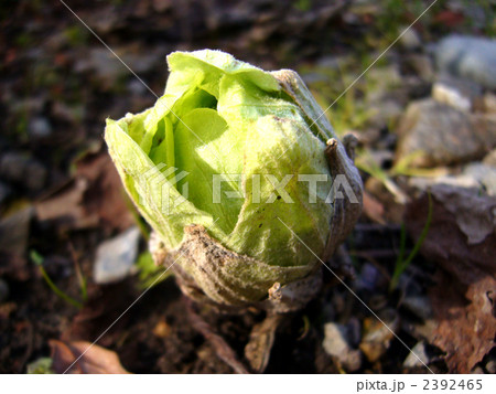 ふきのとう 2392465