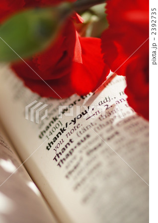 感謝を込めてカーネーションを 2392735