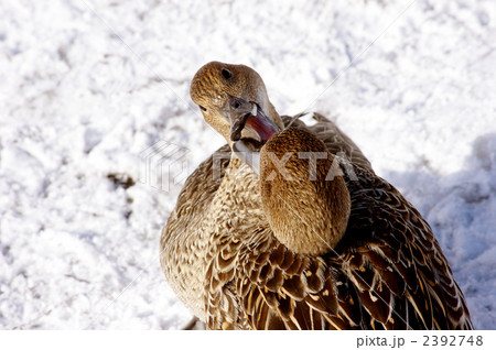 じゃれあうカモ 2392748
