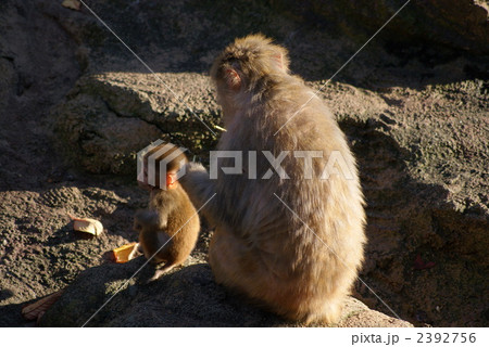 猿の親子 猿の親子 2392756