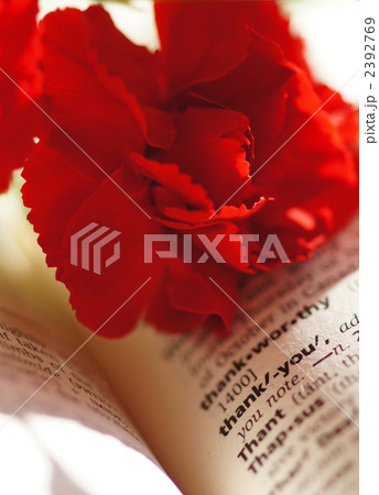 感謝を込めてカーネーションを 2392769