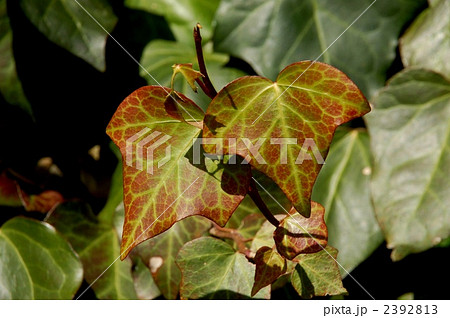 オカメヅ(若葉) 2392813