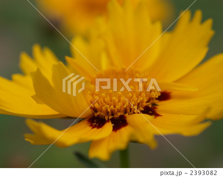 キンケイギクの花 2393082