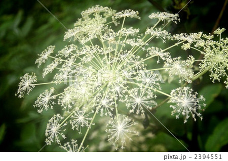 シシウド 植物 花の写真素材