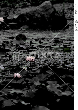 睡蓮 2394603