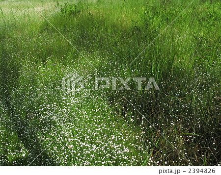 シラタマホシクサ群落 2394826