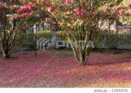 椿の落花 椿の落花 2394876