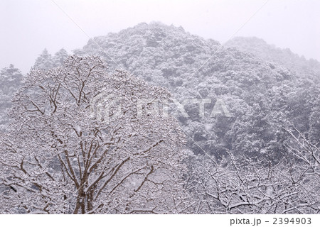 雪の長谷寺境内 2394903