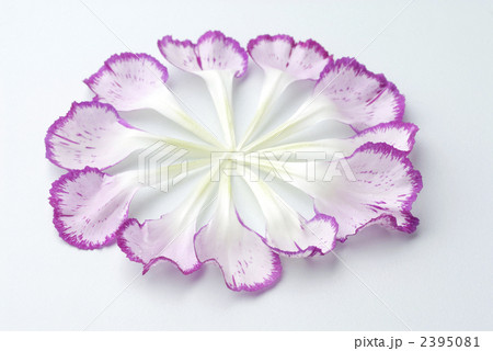 カーネーション 花びらの写真素材