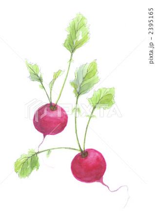 ラディッシュ ラディッシュ 2395165