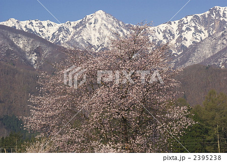 白馬村の山桜（20080429-019） 2395238