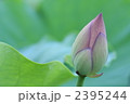 2395244