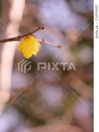 一輪のロウバイ 一輪のロウバイ 2395682