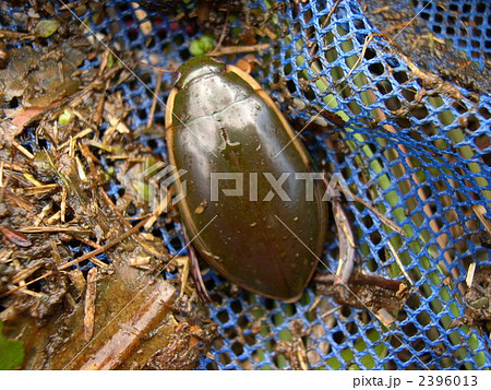 ゲンゴロウ 2396013