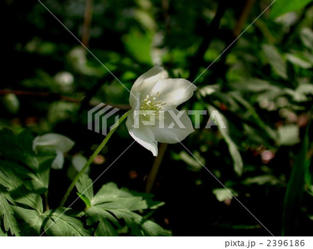 イチリンソウ 2396186