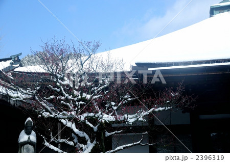 鶯梅の雪景色 鶯梅の雪景色 2396319