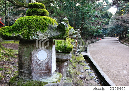苔生す灯篭と参道 2396442