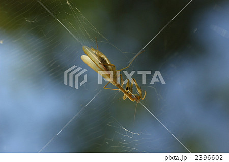 蜘蛛の巣に捕まったコカマキリ 蜘蛛の巣に捕まったコカマキリ 2396602