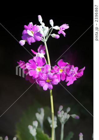 サクラ草 サクラ草 2396867