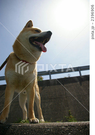 凛々しい柴犬の写真素材