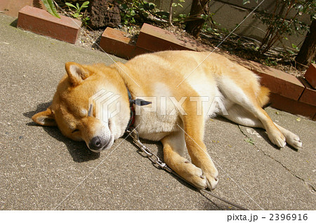 寝ている柴犬の写真素材
