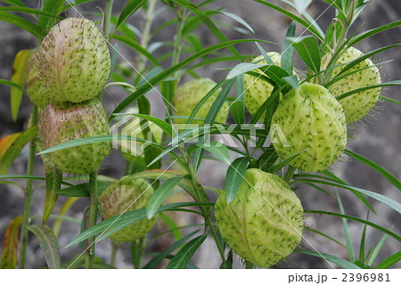 風船唐綿 風船唐綿 2396981