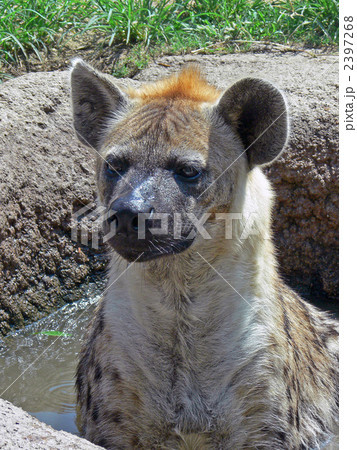 ブチハイエナ ブチハイエナ 2397268