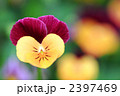 1輪のビオラ 2397469