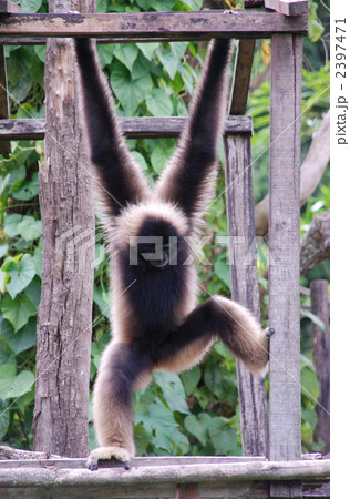 Gibbon 2397471