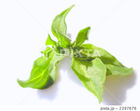 ソルトリーフ　正面 2397676