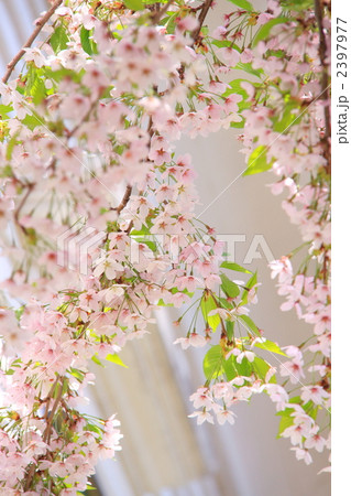 しだれ桜 2397977