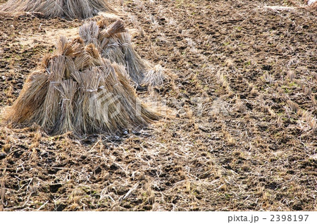 冬の藁束 冬の藁束 2398197