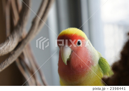 小桜インコ 2398441