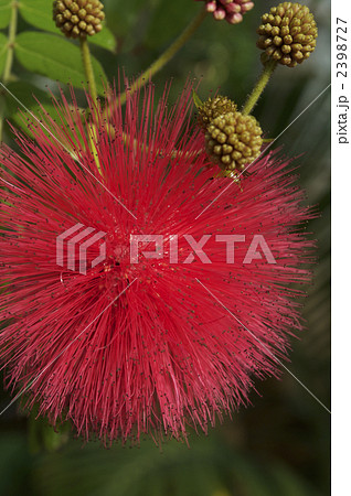 大紅合歓 大紅合歓 2398727